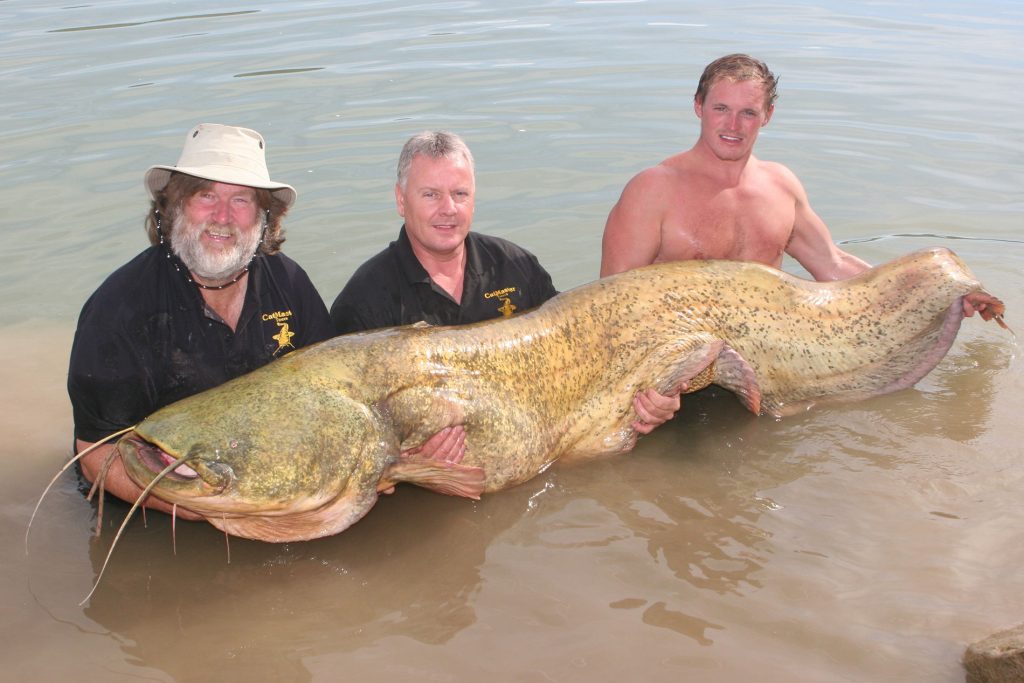 Colin Bunn holding a huge catfish in the River Ebro