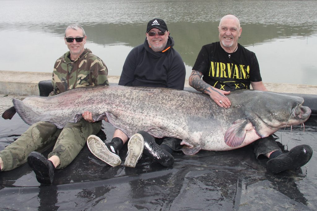 Roger Griffiths sets a new River Ebro record at 252lb (115kg) and 8'7 long (2.61m)! Roger and 2 other anglers holding a record-breaking catfish on the bank of the river Ebro.